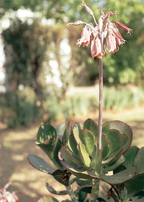 Cardiovascular system