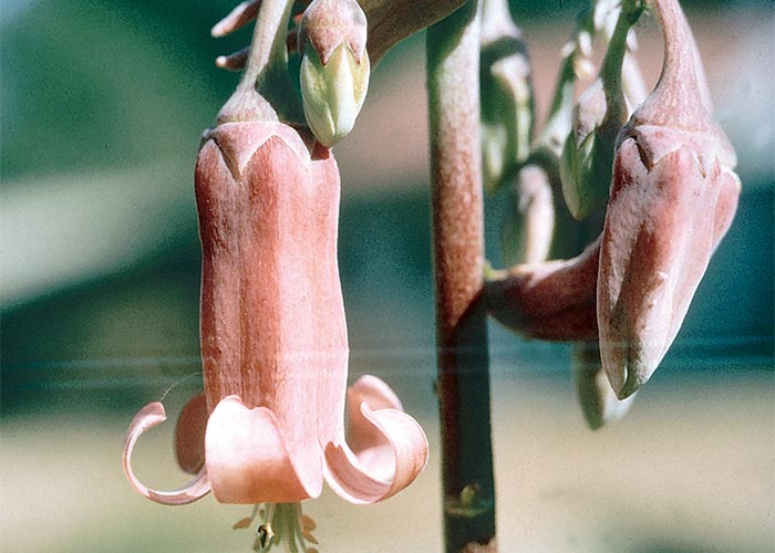 Cardiovascular system