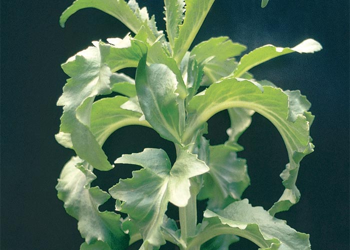 Cardiovascular system