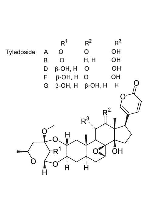 Cardiovascular system