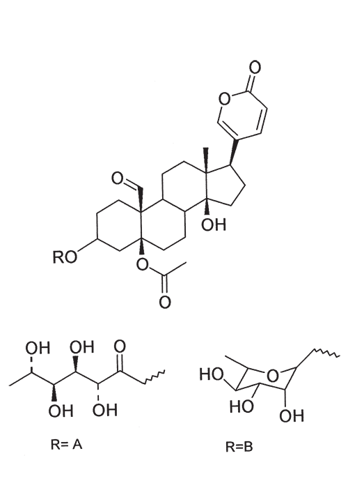 Cardiovascular system