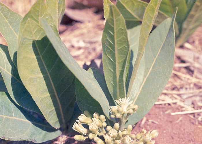 Cardiovascular system