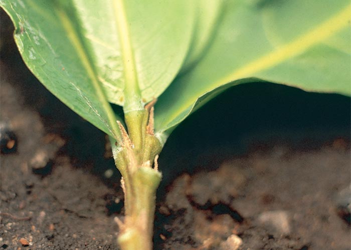 Cardiovascular system