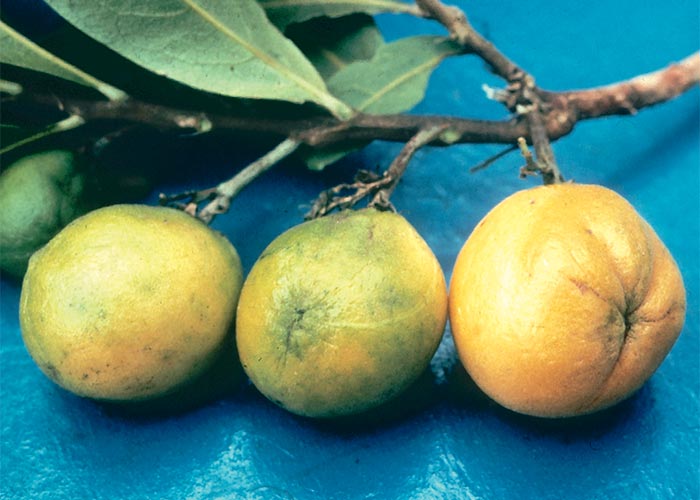 Cardiovascular system