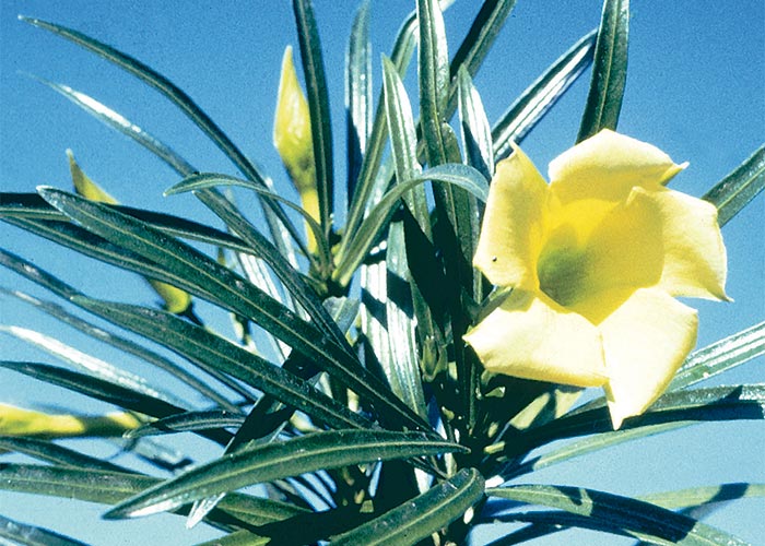 Cardiovascular system