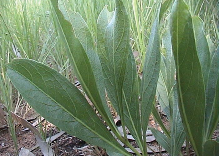 Cardiovascular system