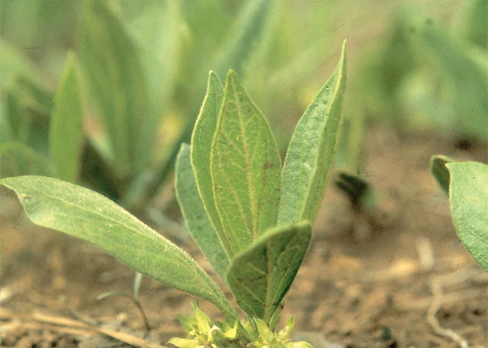 Cardiovascular system