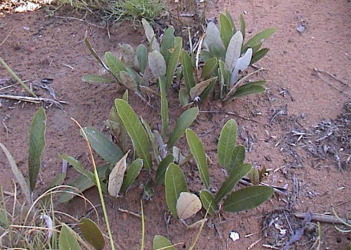 Cardiovascular system
