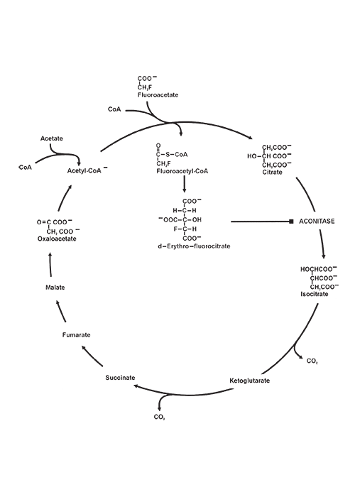 Cardiovascular system