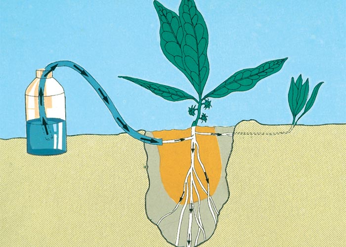 Cardiovascular system