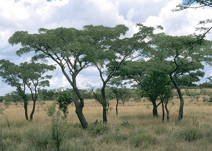 Cardiovascular system