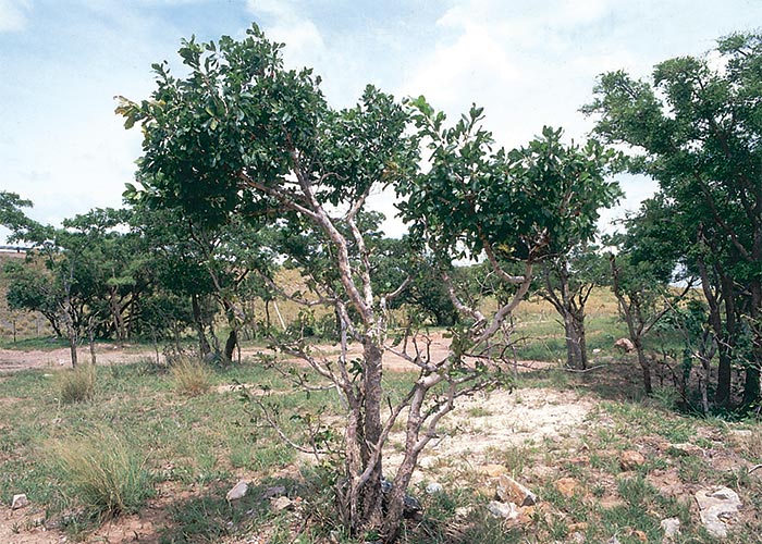 Cardiovascular system