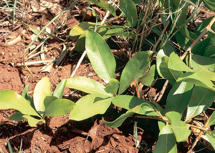 Cardiovascular system