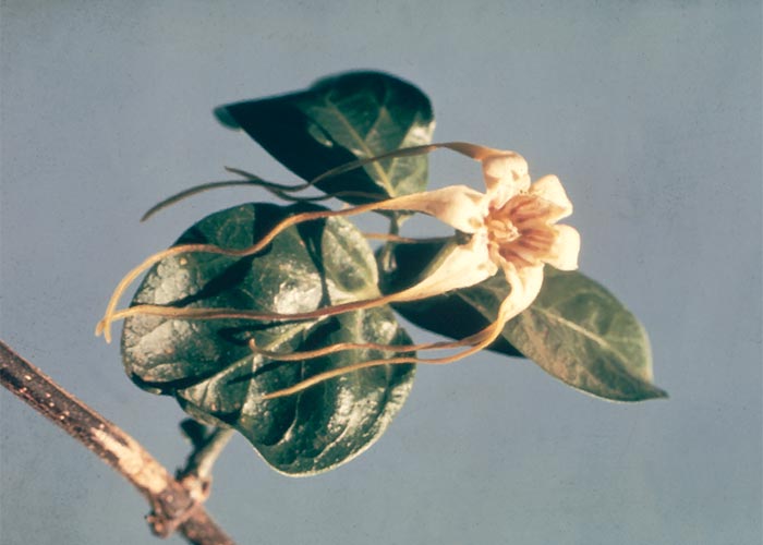 Cardiovascular system