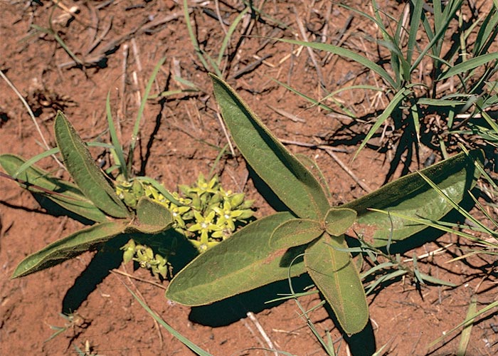 Cardiovascular system