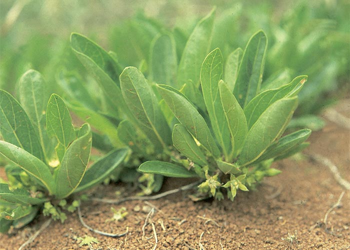 Cardiovascular system