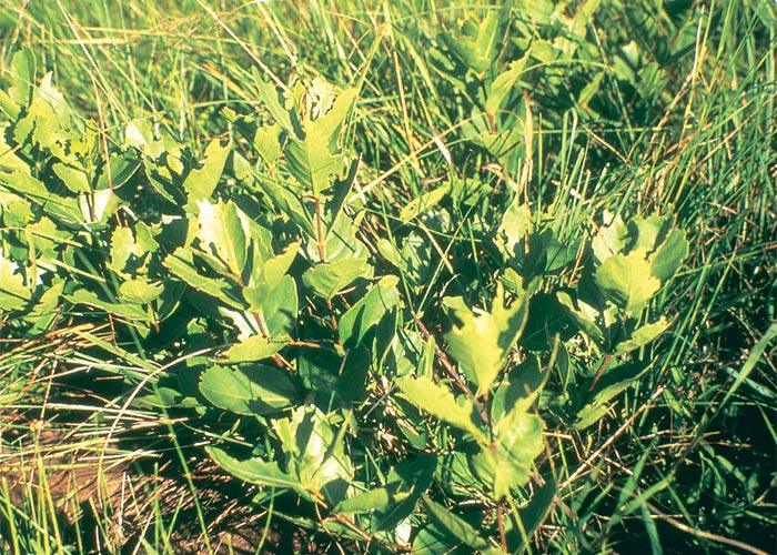 Cardiovascular system