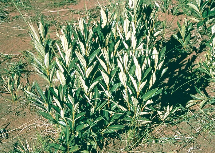 Cardiovascular system