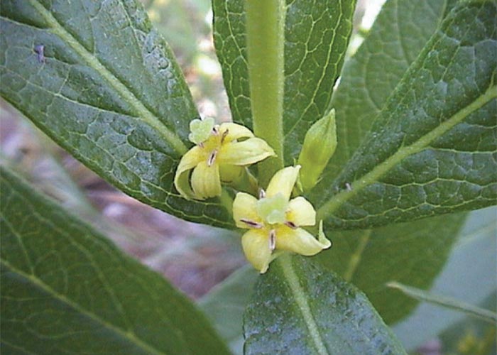 Cardiovascular system