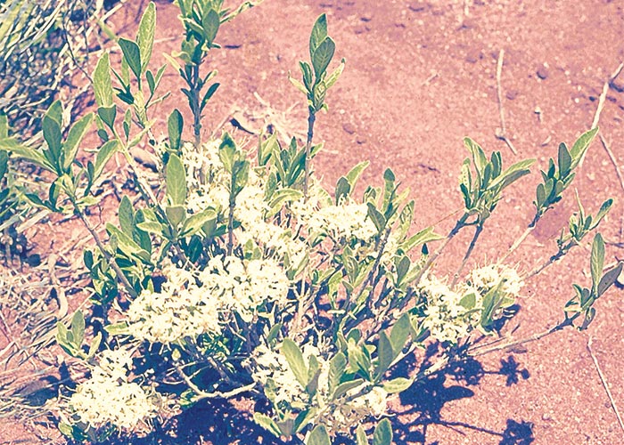 Cardiovascular system