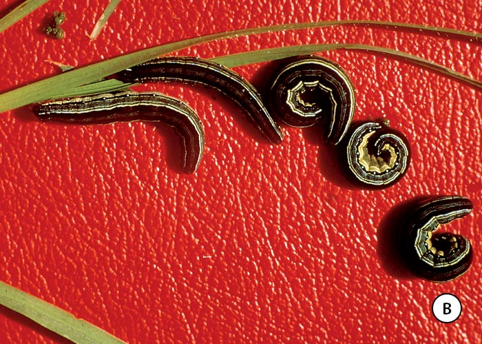 Gastrointestinal tract