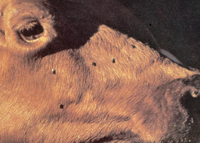 Gastrointestinal tract