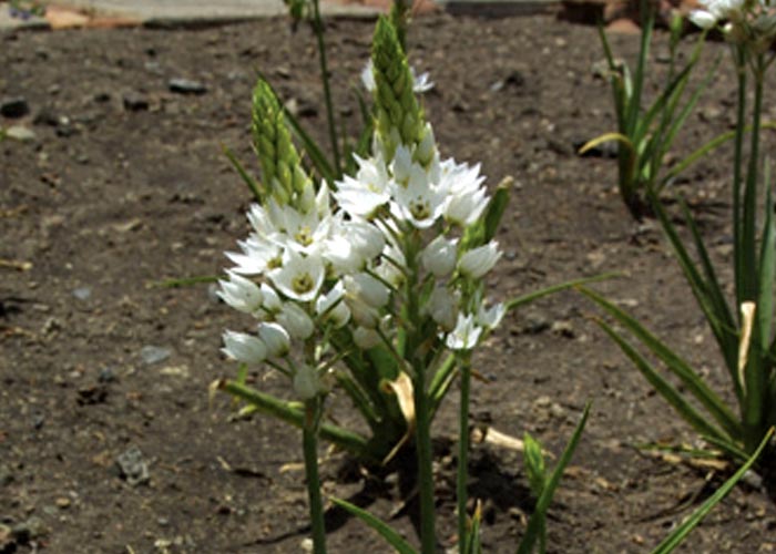 Gastrointestinal tract