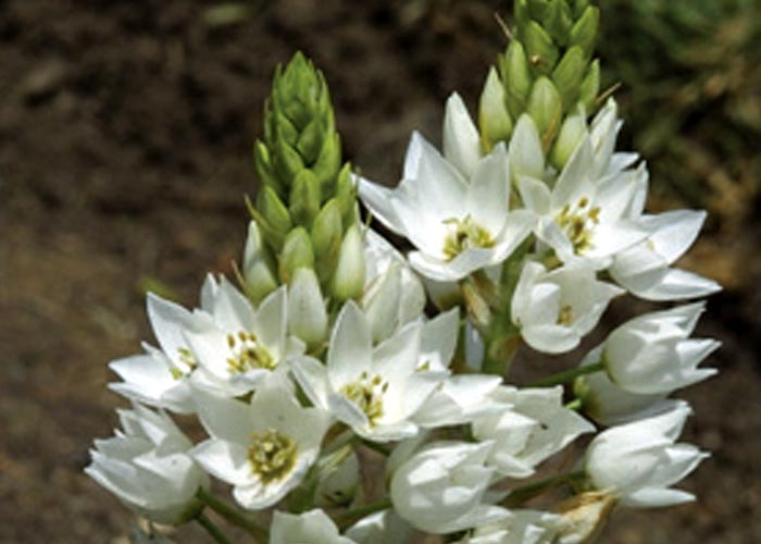 Gastrointestinal tract