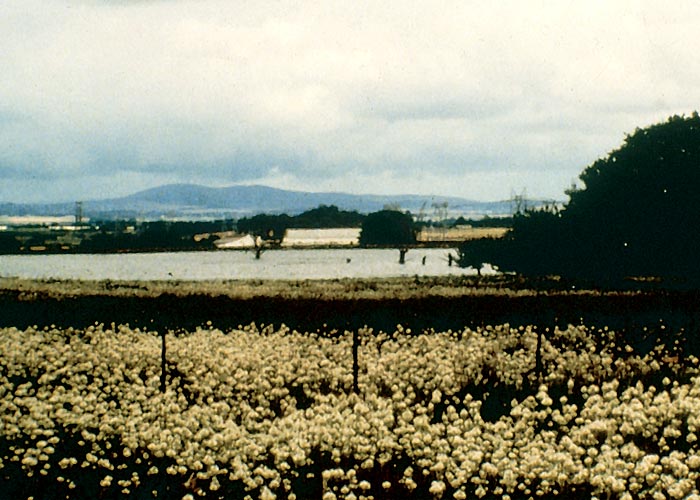 Gastrointestinal tract