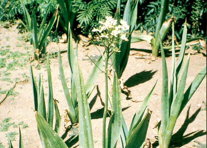 Gastrointestinal tract