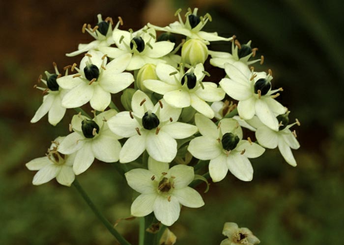 Gastrointestinal tract