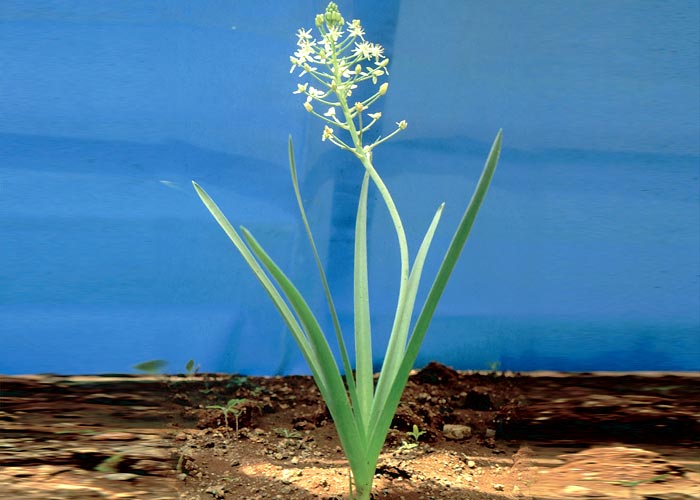 Gastrointestinal tract