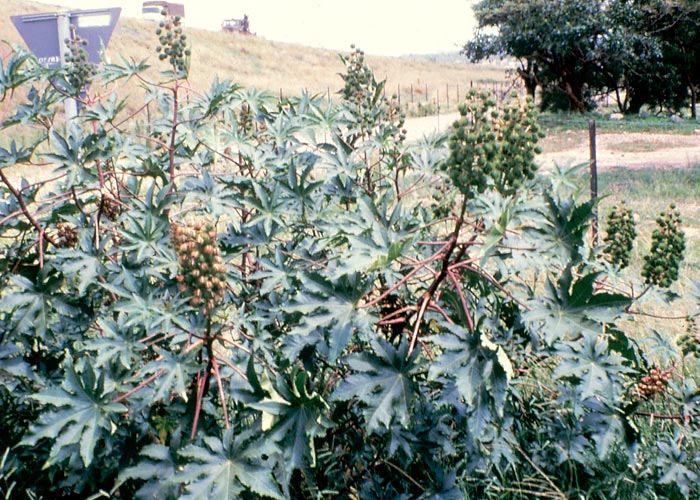 Gastrointestinal tract