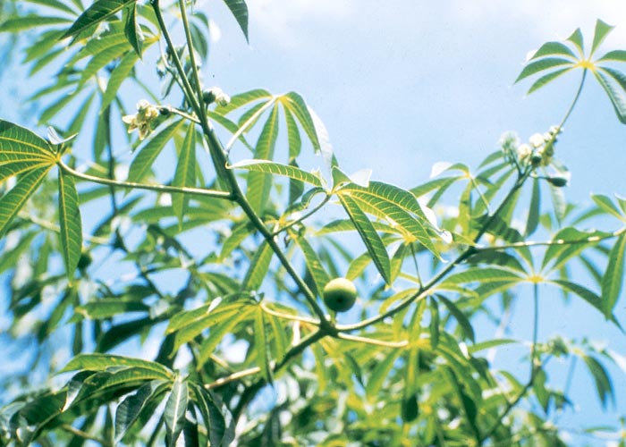 Gastrointestinal tract