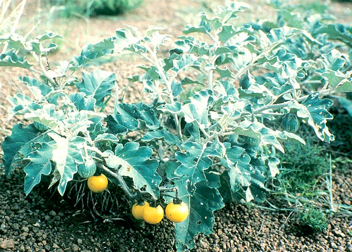 Gastrointestinal tract