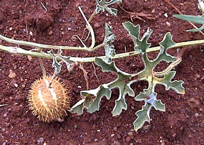 Gastrointestinal tract