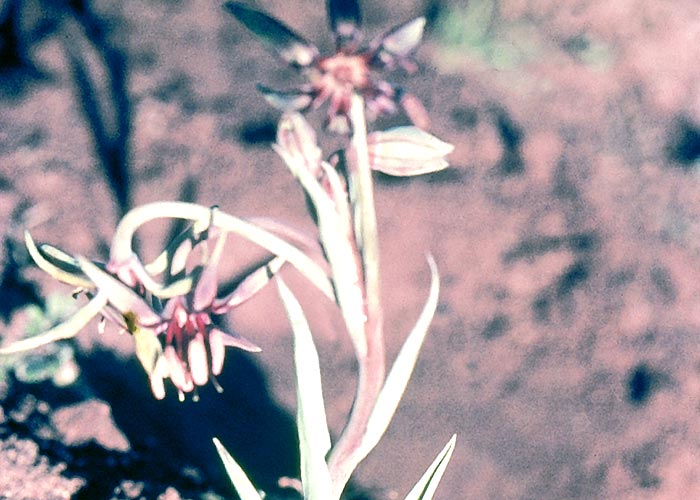 Gastrointestinal tract