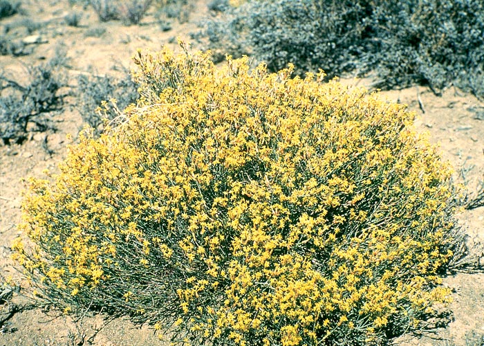 Gastrointestinal tract