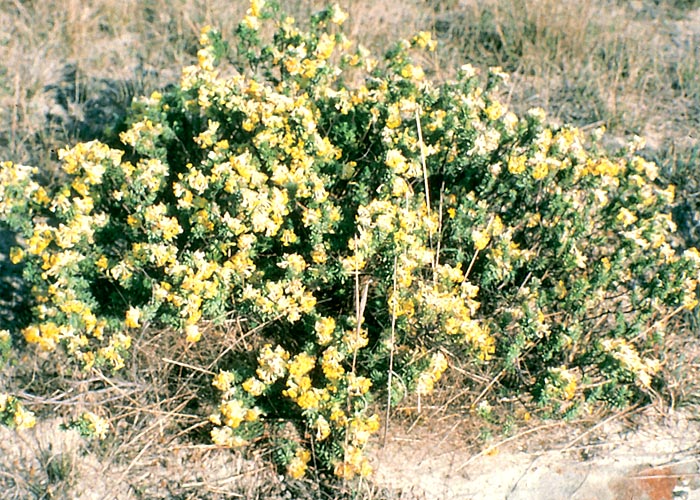 Gastrointestinal tract