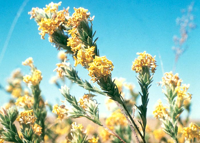 Gastrointestinal tract