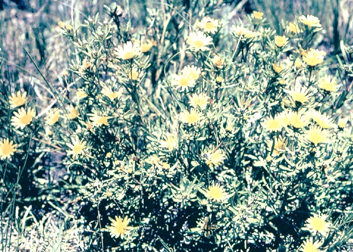 Gastrointestinal tract