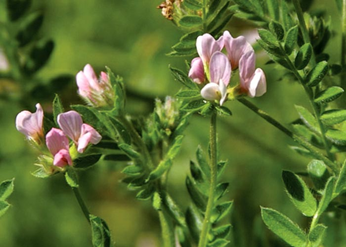 Gastrointestinal tract