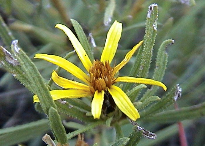 Gastrointestinal tract