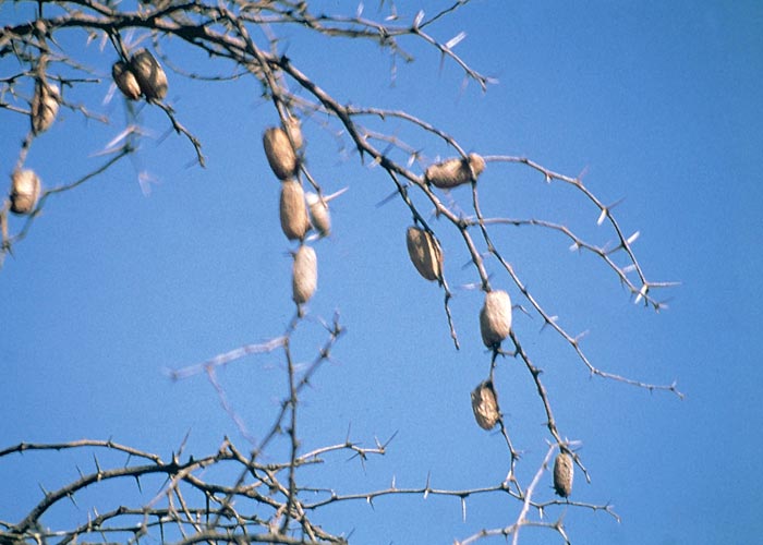 Gastrointestinal tract