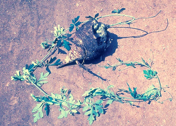 Gastrointestinal tract