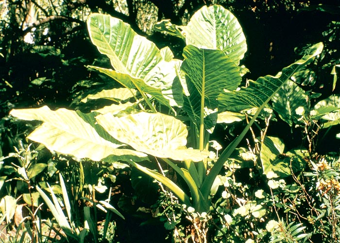 Gastrointestinal tract