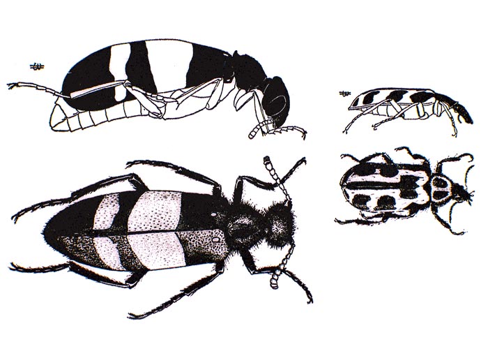Gastrointestinal tract