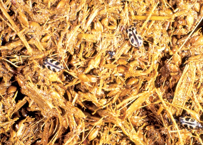 Gastrointestinal tract