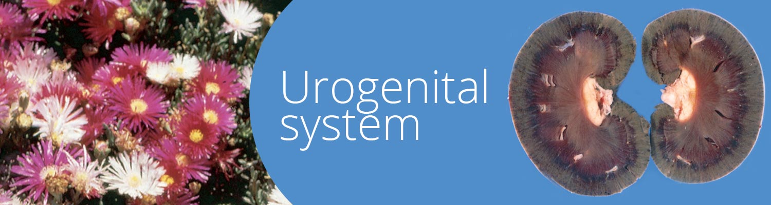 Urogenital system
