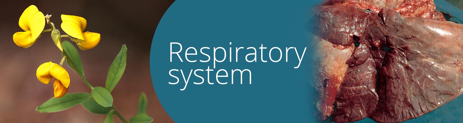 Respiratory system